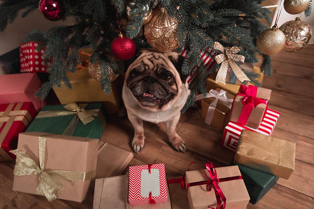 Adorable pug surrounded by holiday gifts, celebrating the festive season safely with pets