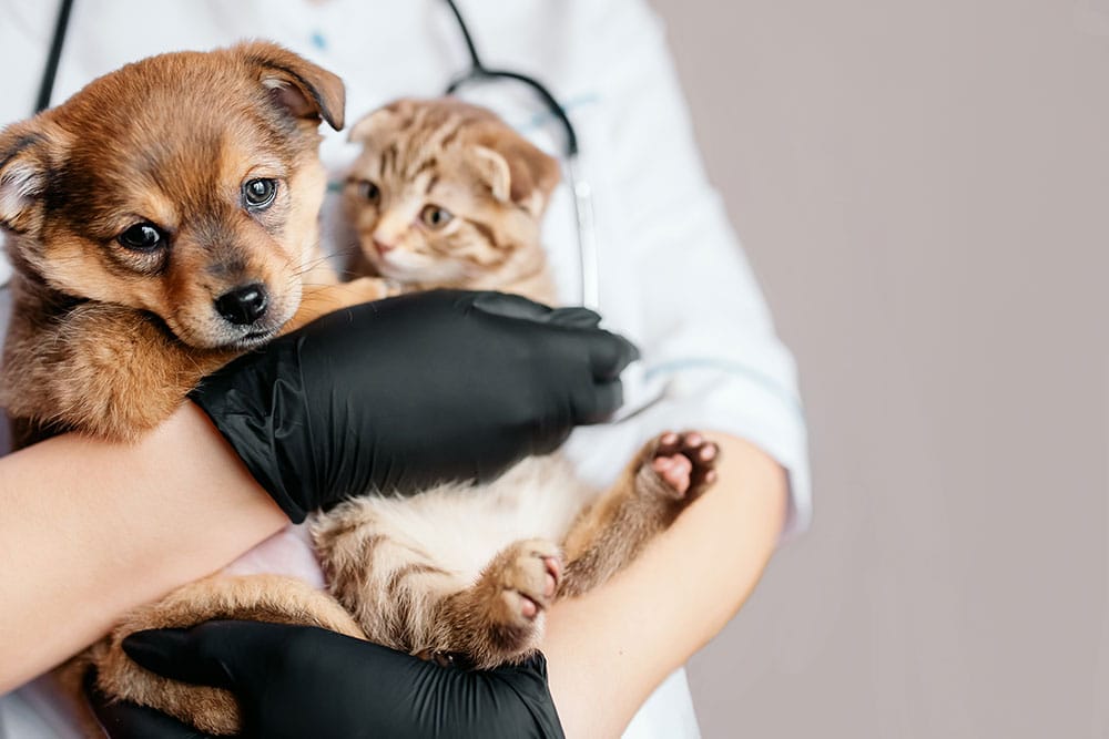Veterinarian administering vaccinations to a puppy and kitten — core shots for young pets