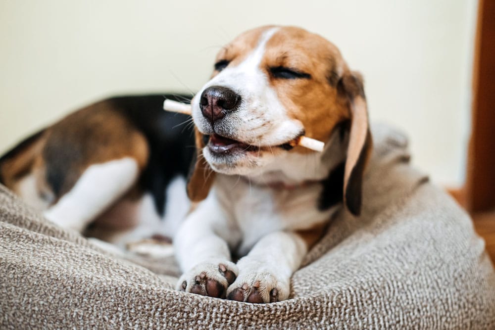 Rope bone chew toy next to a dog — warning about dangerous rope toys for dogs