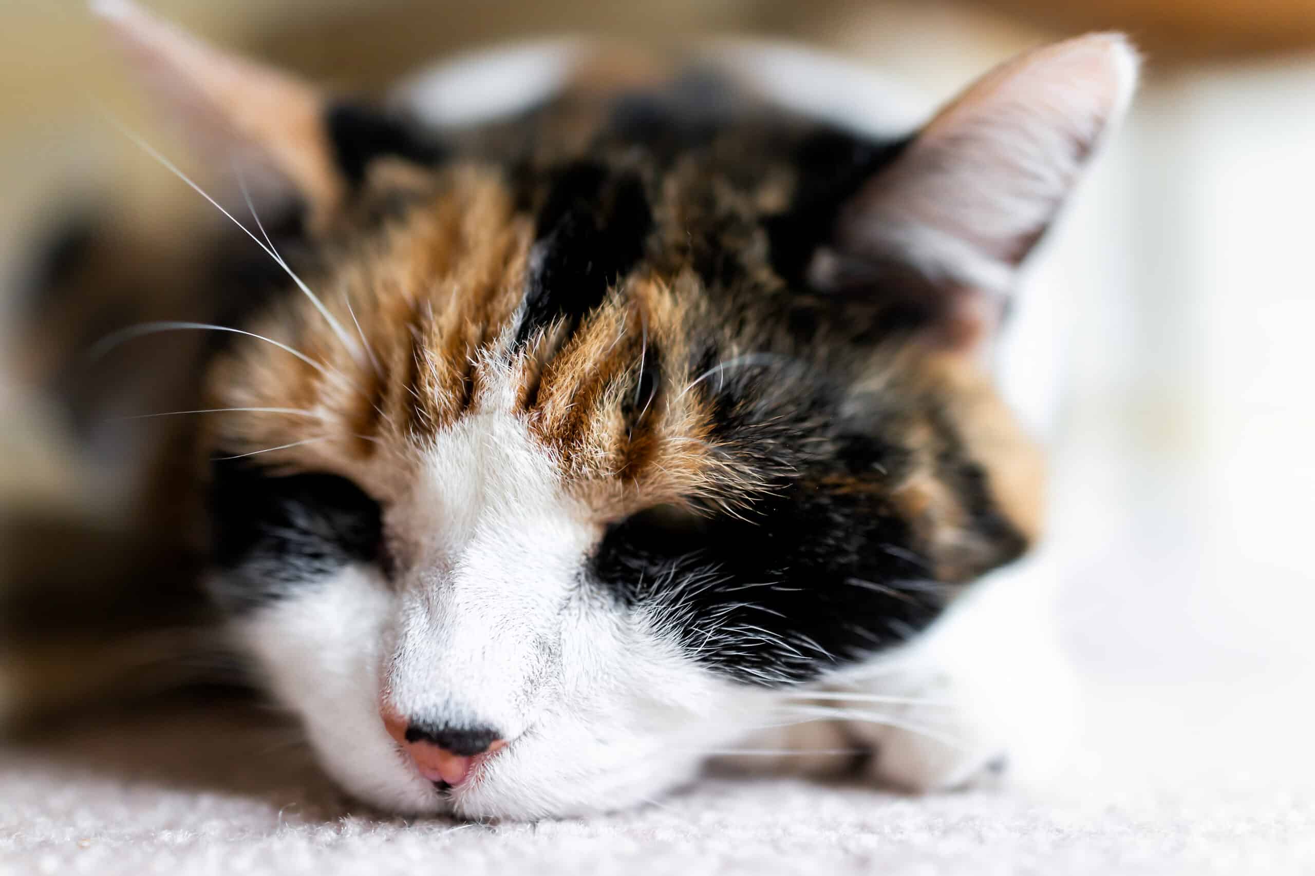Calm senior calico cat resting on carpet floor — senior pet care at Animal Hospital Southwest