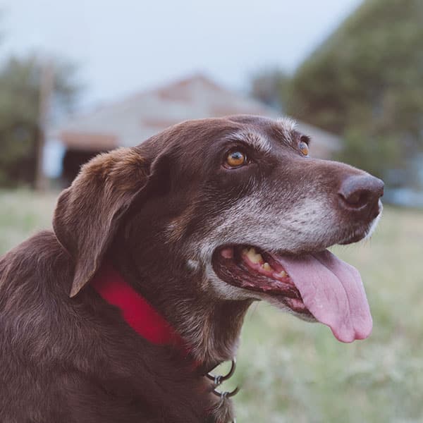 Senior dog or cat receiving a thorough veterinary examination in Fort Worth
