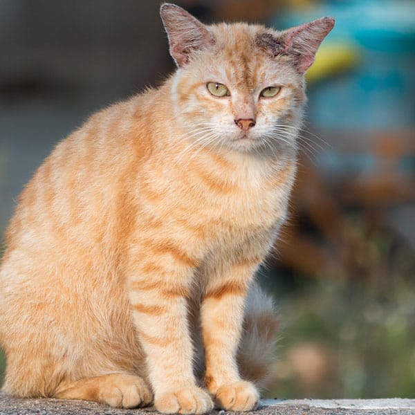 Veterinary team member providing compassionate care to a senior pet
