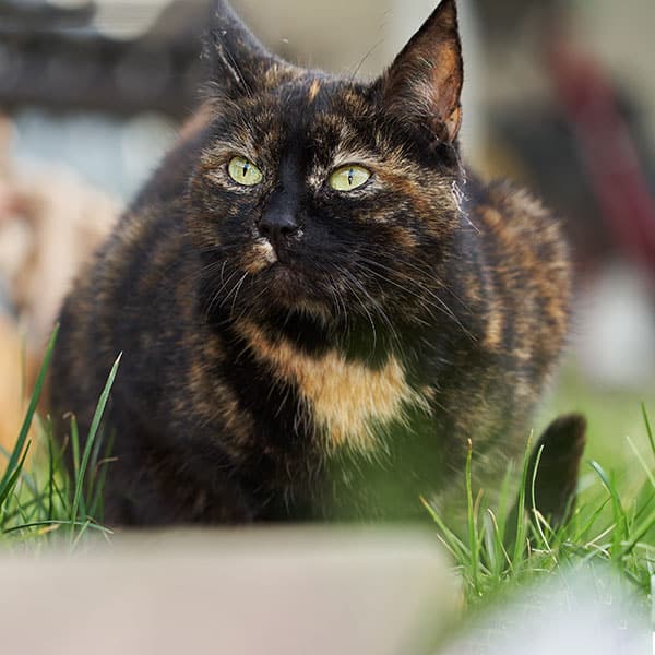 Elderly pet during a senior care veterinary visit in Fort Worth, TX
