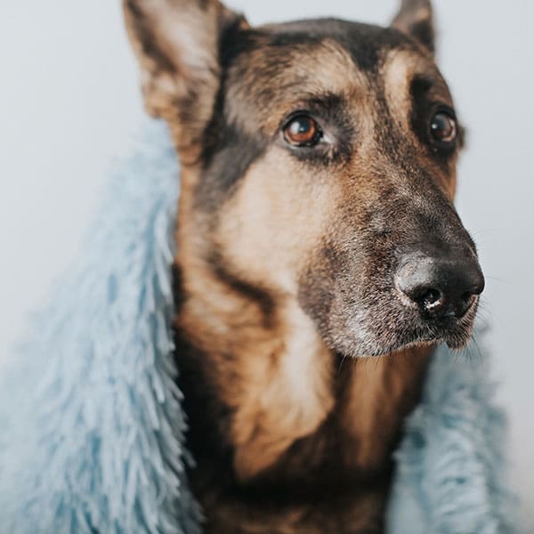 Senior dog or cat receiving attentive veterinary care at Animal Hospital Southwest
