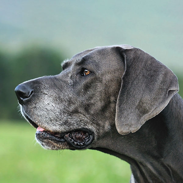 Senior pet resting comfortably during a veterinary health evaluation
