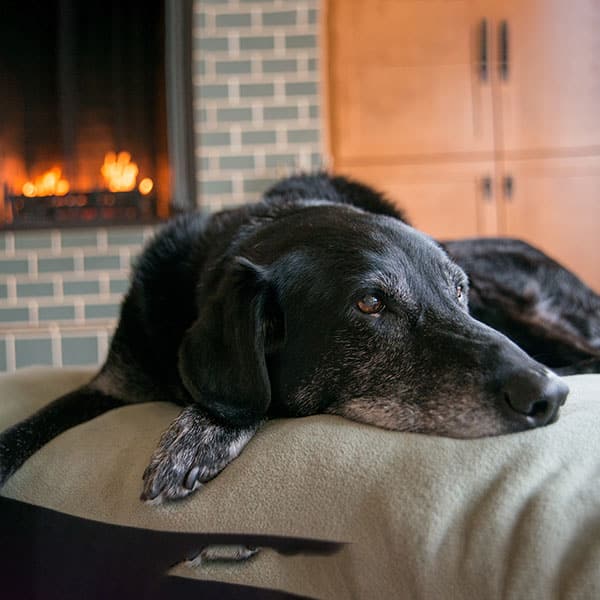 Senior dog or cat during routine wellness checkup at a Fort Worth veterinary clinic
