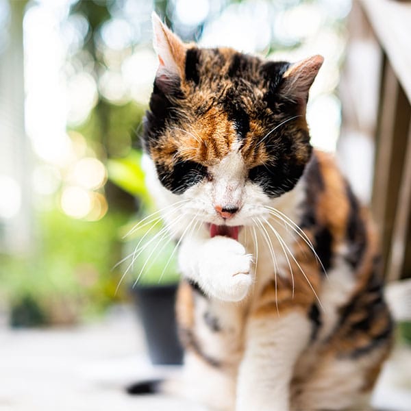 Elderly pet receiving specialized senior veterinary care at Animal Hospital Southwest
