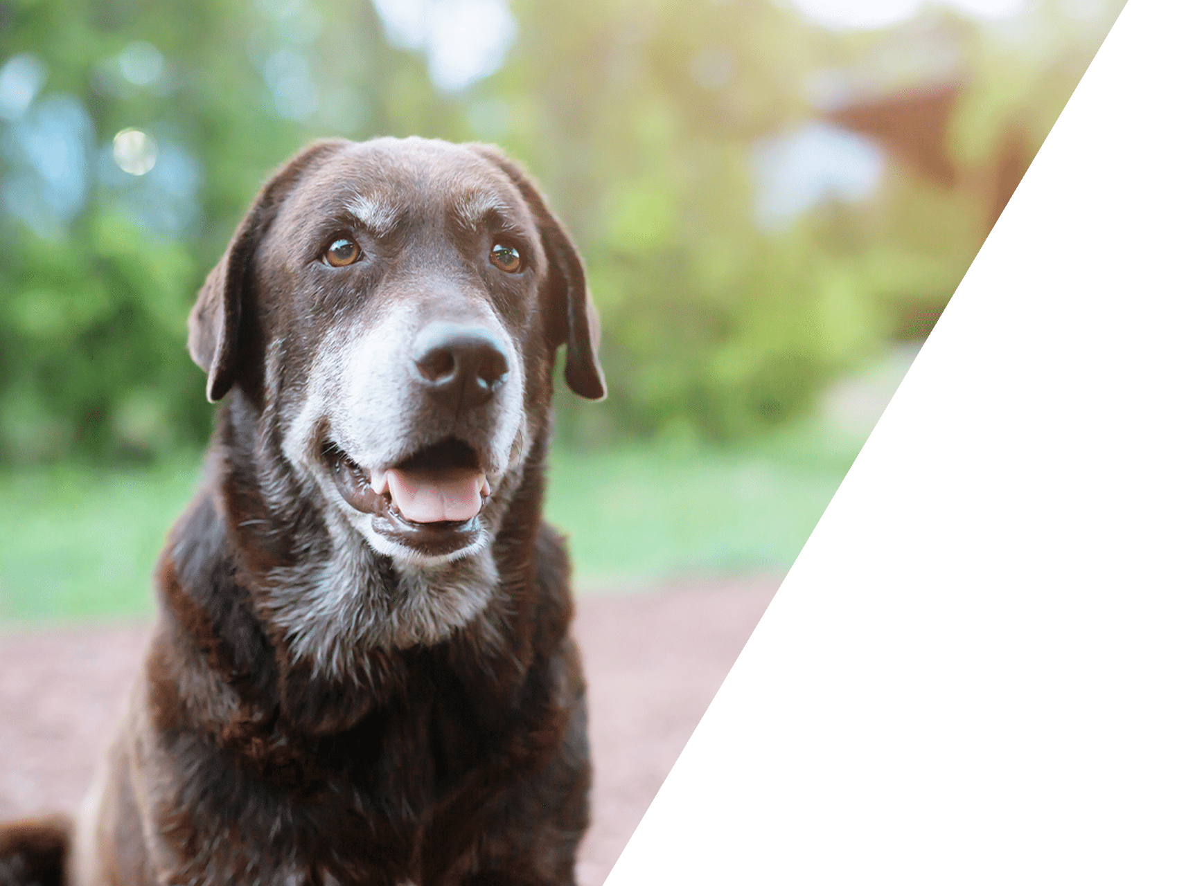 Senior dog or cat receiving veterinary wellness exam at Animal Hospital Southwest
