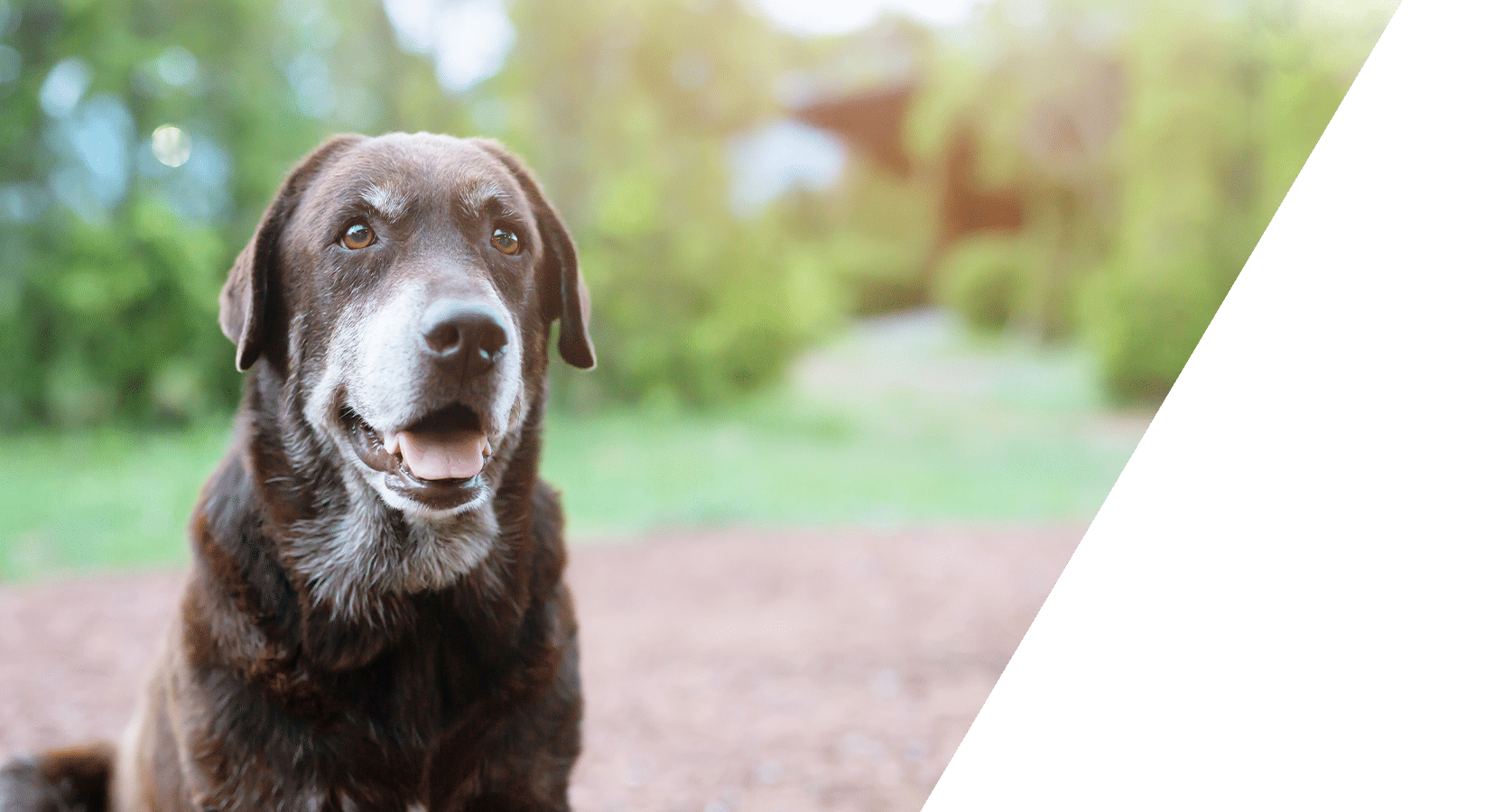 Senior pet care and geriatric veterinary services at Animal Hospital Southwest TX
