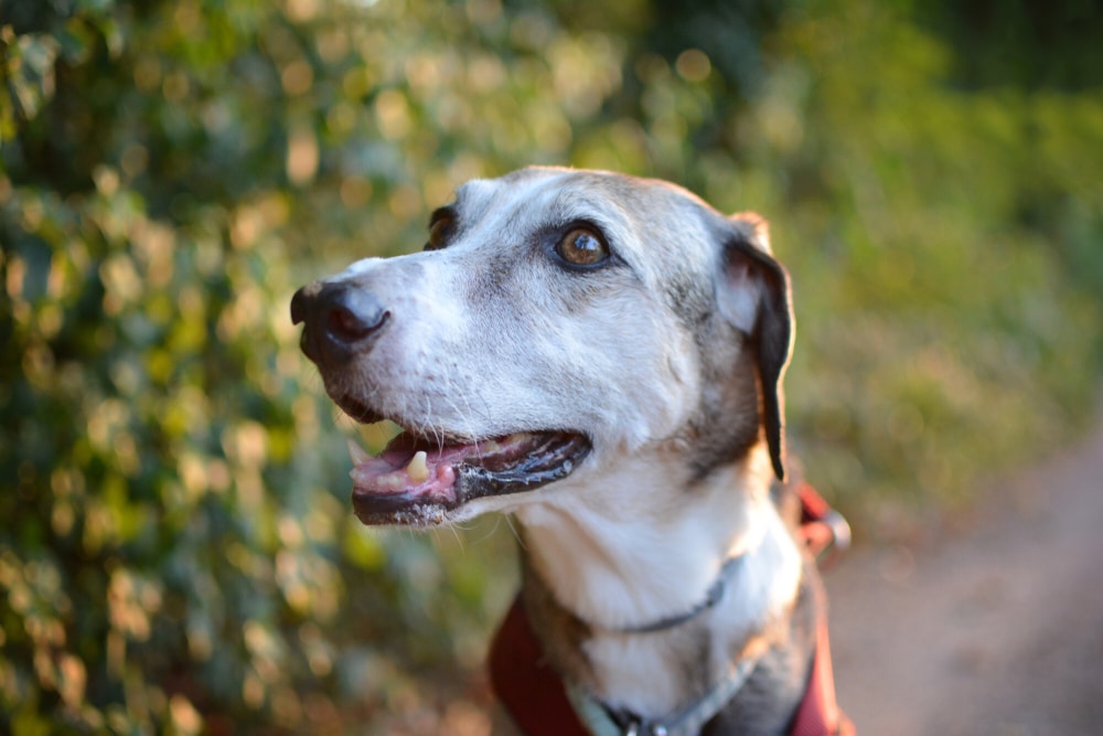 Senior dog resting comfortably, highlighting the importance of routine wellness exams and diagnostic testing to monitor overall health.