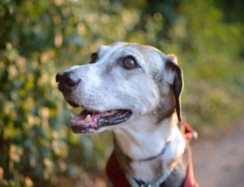 The Right Stool Test for the Right Pet, Explained
