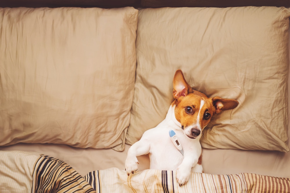 Sick dog resting under a quilt with a fever, illustrating pet illness signs that need veterinary care