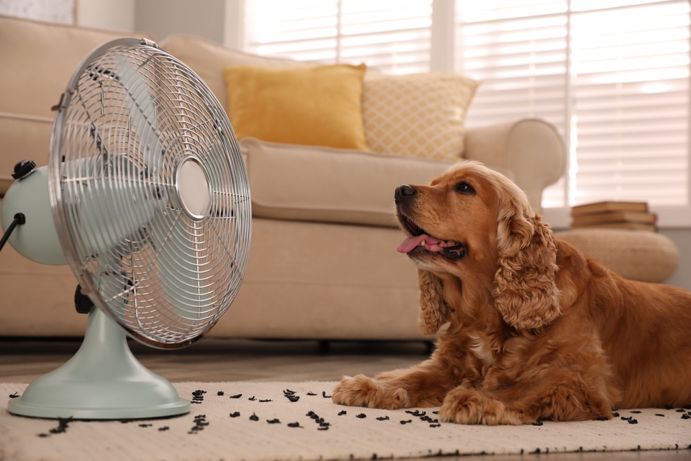 English Cocker Spaniel cooling off in front of a fan — summer heat safety tips for pets