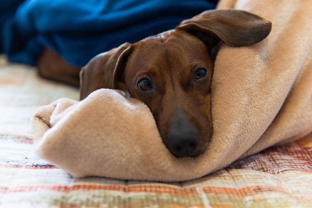 Reunited pet owner and dog highlighting the importance of microchipping pets for identification