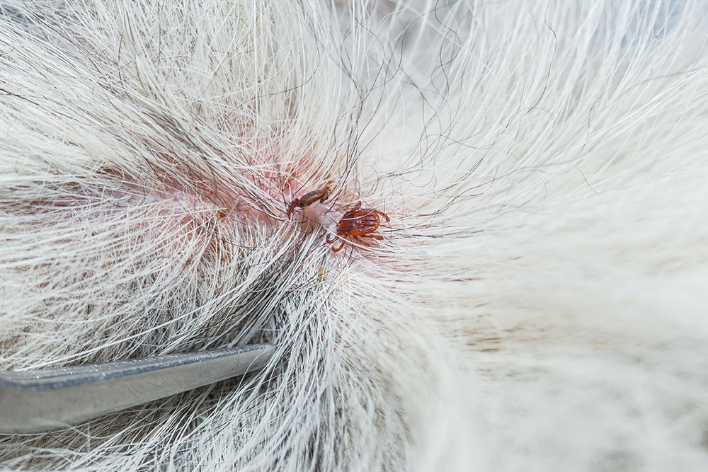 Close-up of tick infestation on a pet's fur, emphasizing the need for parasite prevention in Fort Worth