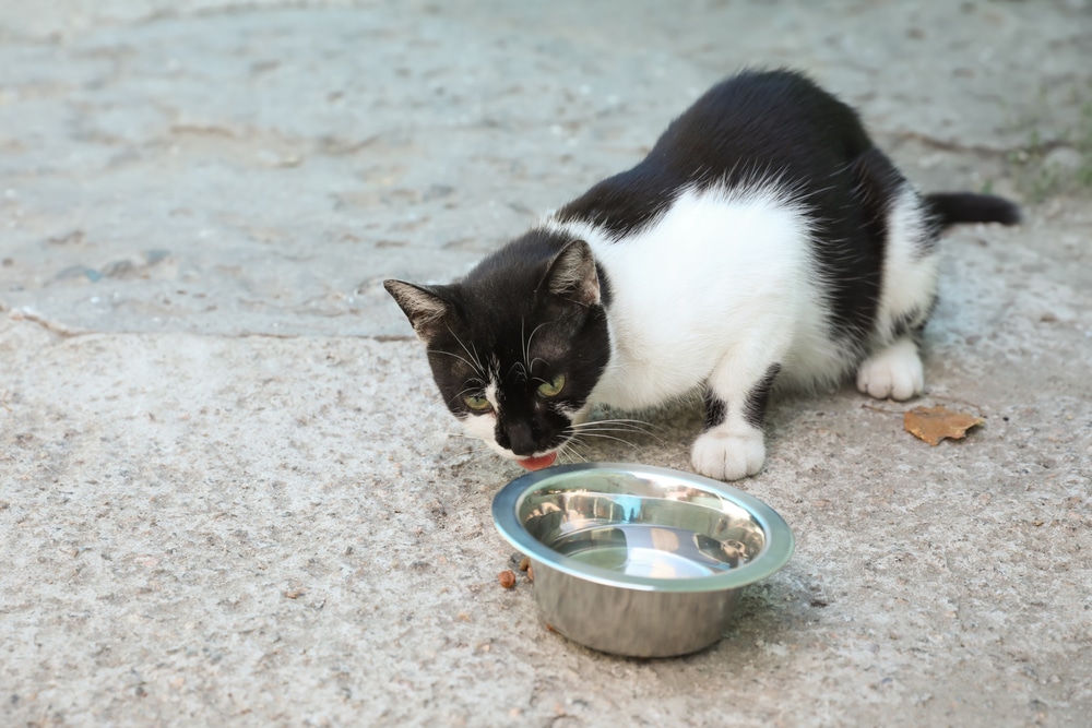 A black and white tuxedo cat crouching outdoors while drinking water from a metal bowl.