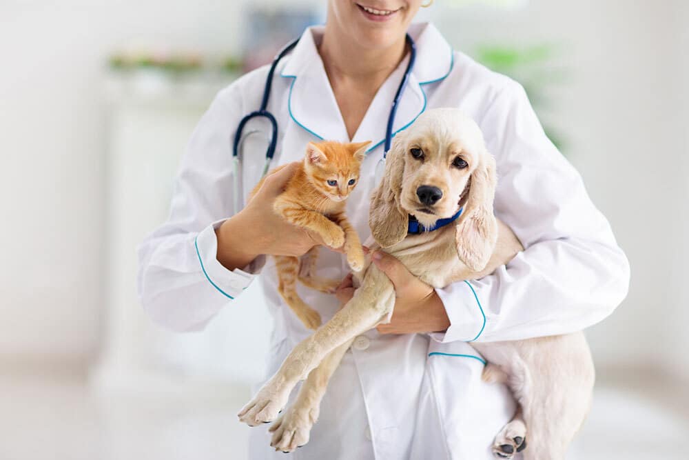 Veterinarian examining a dog and cat together during a comprehensive wellness visit at an animal hospital
