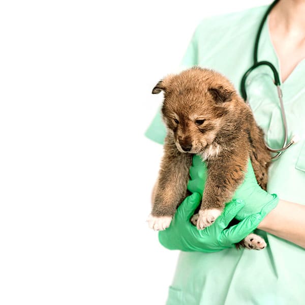 Happy pet and owner at Animal Hospital Southwest general veterinary care clinic, Fort Worth
