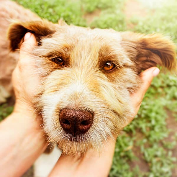 Veterinarian at Animal Hospital Southwest examining or caring for a pet in Fort Worth, TX
