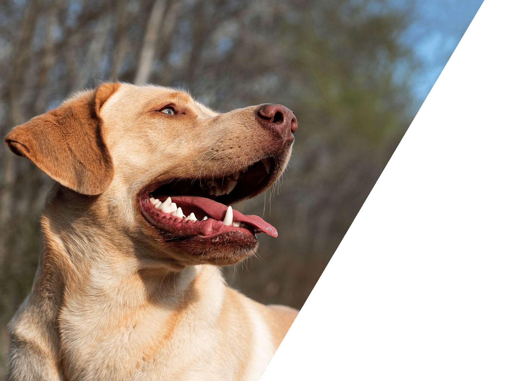 Animal Hospital Southwest team or facility — desktop view, about us section
