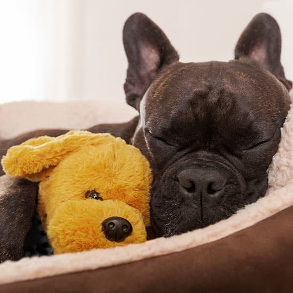 Comfortable pet boarding kennel suite at Animal Hospital Southwest Fort Worth TX
