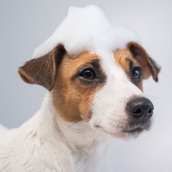 Professional groomer bathing and trimming dog at Animal Hospital Southwest Fort Worth
