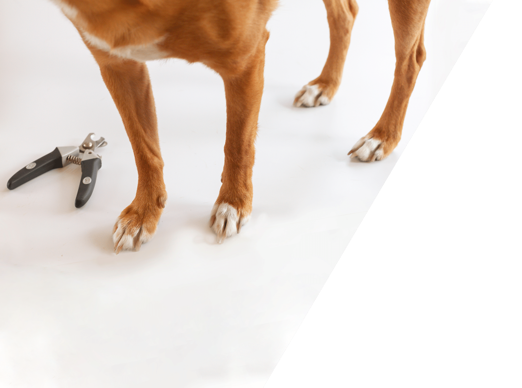 Professional pet grooming and boarding facility at Animal Hospital Southwest TX
