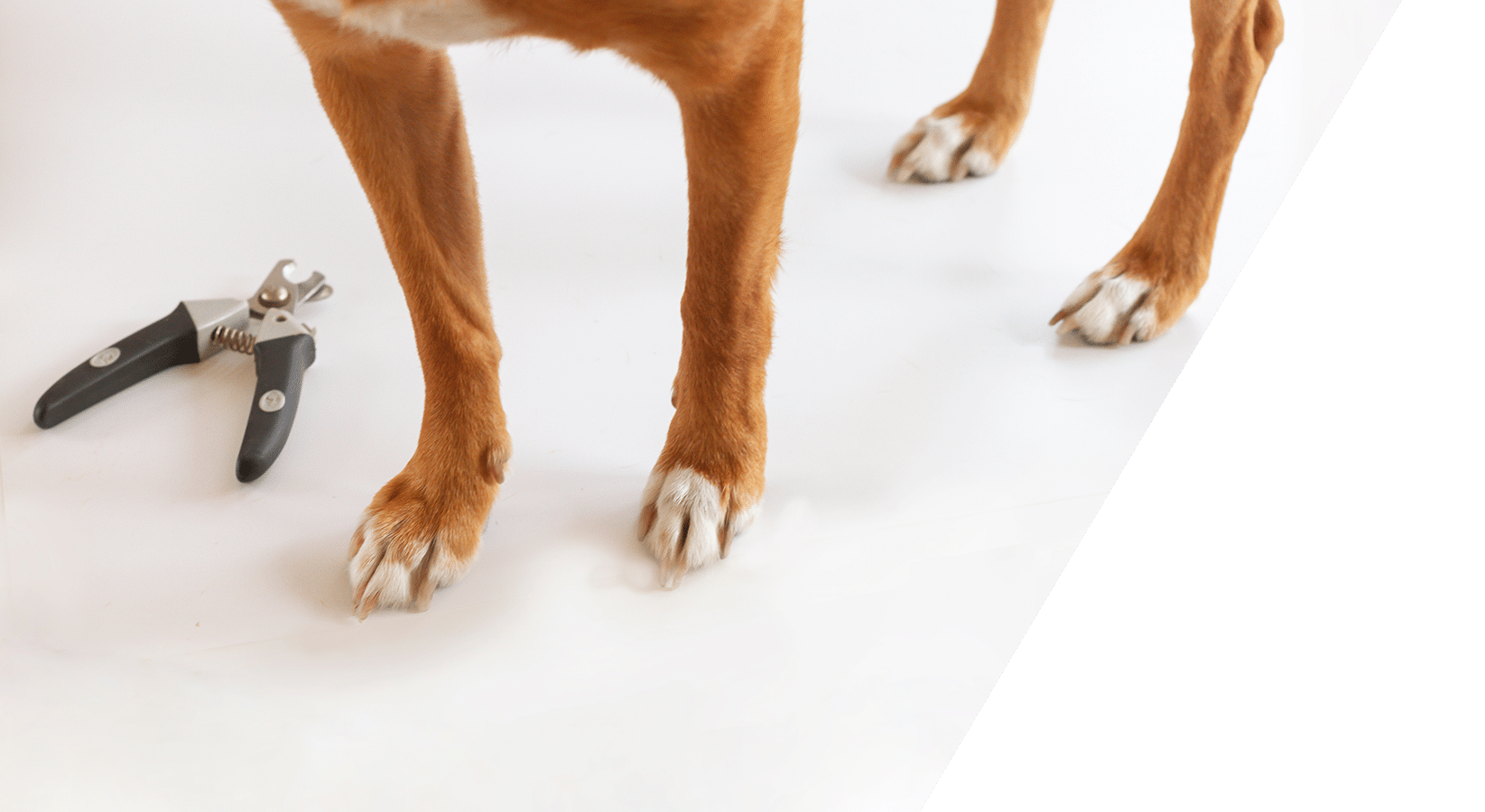Pet boarding and grooming services at Animal Hospital Southwest Fort Worth TX
