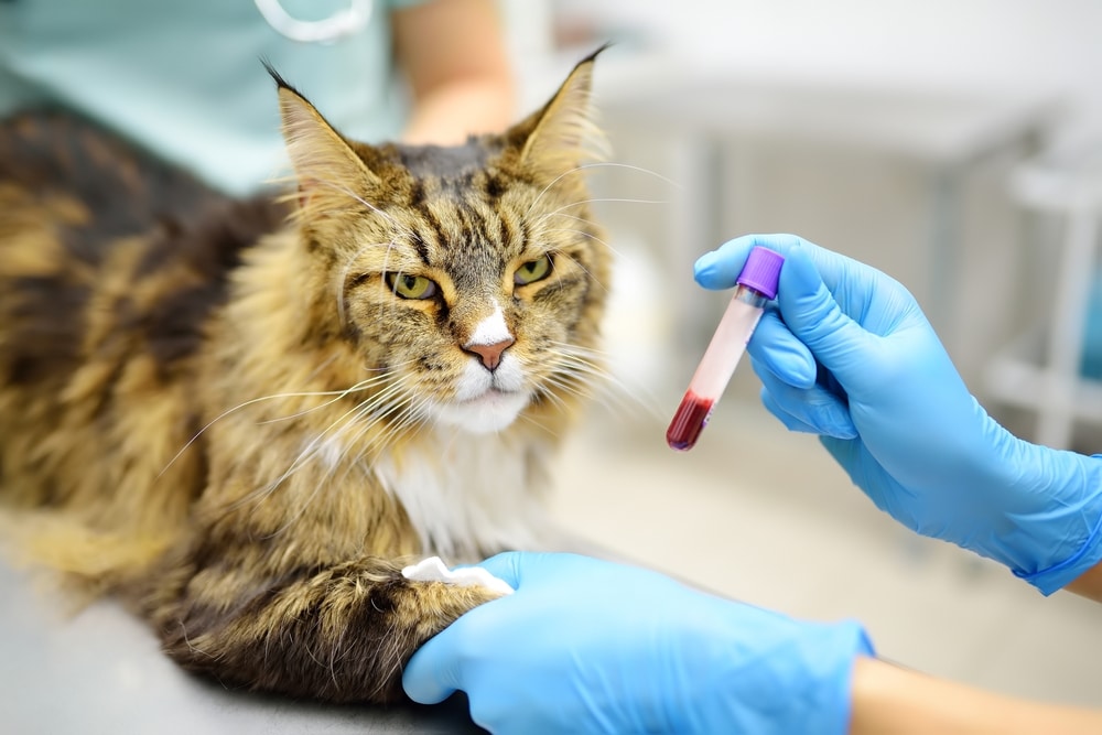 Veterinarian performing a blood test on a cat during a veterinary examination to evaluate the cat's health and diagnose potential medical conditions.