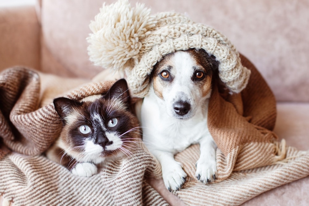 Dog and cat staying warm at home — tips for pet care in cold weather from Fort Worth vets