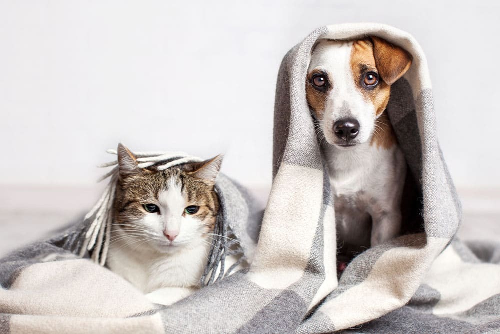 Dog and cat snuggled together in a blanket — comfortable pet care at Animal Hospital Southwest