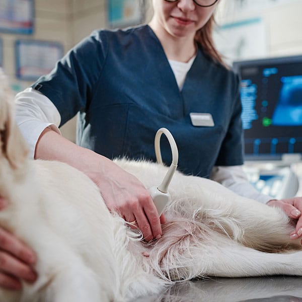 Veterinarian performing a diagnostic procedure on a pet at Animal Hospital Southwest
