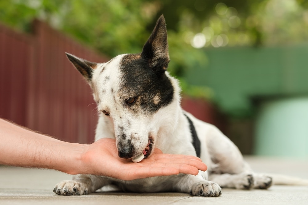 Pet owner administering parasite prevention medication to a dog at home to help protect against fleas, ticks, heartworms, and intestinal parasites.