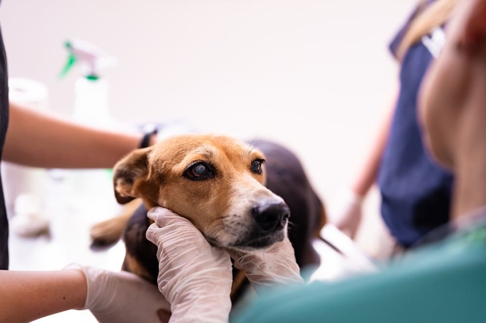 Veterinarian performing a routine health examination on a dog to assess overall wellness and detect potential health concerns.