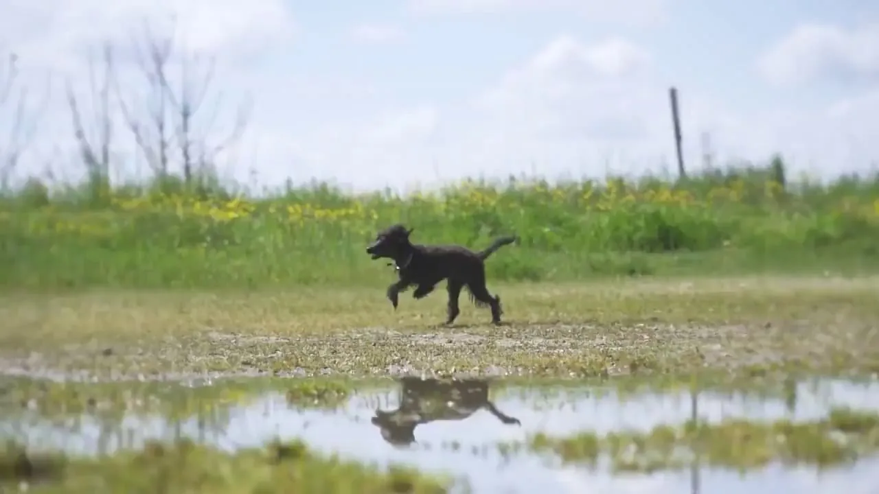 Video preview thumbnail for Animal Hospital Southwest showcasing veterinary services in Fort Worth, TX
