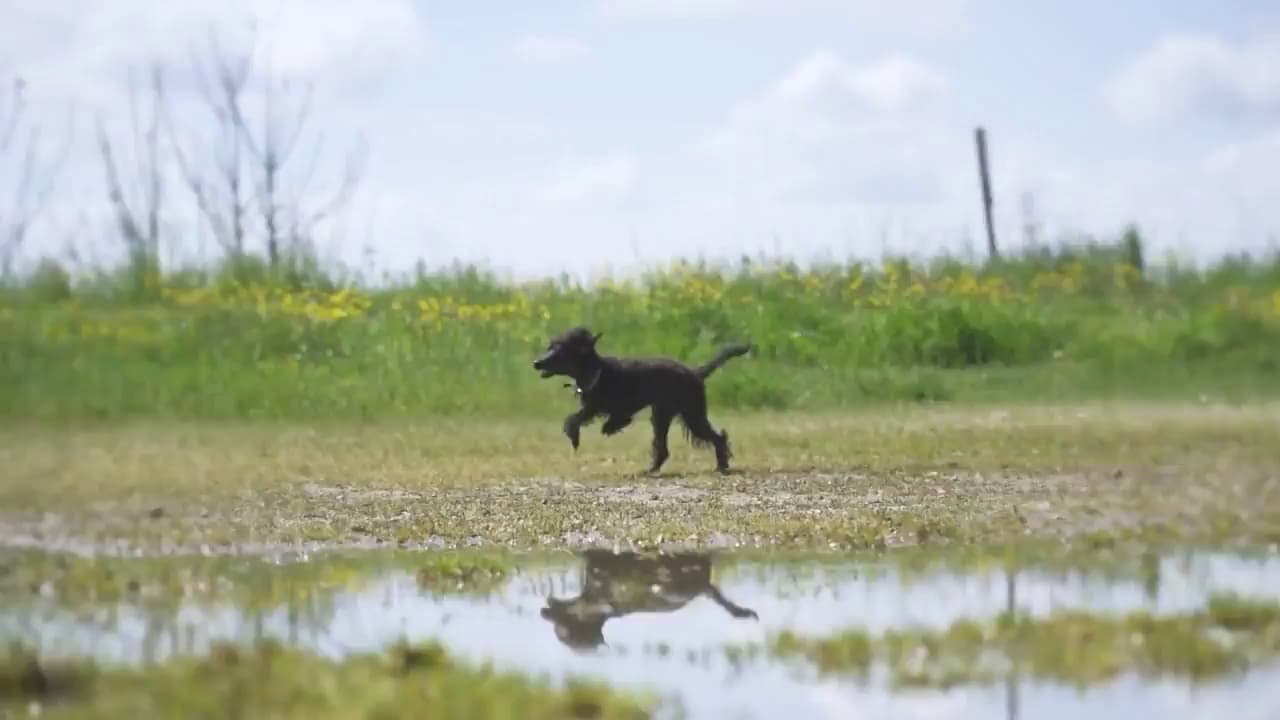 Video preview thumbnail for Animal Hospital Southwest showcasing veterinary services in Fort Worth, TX
