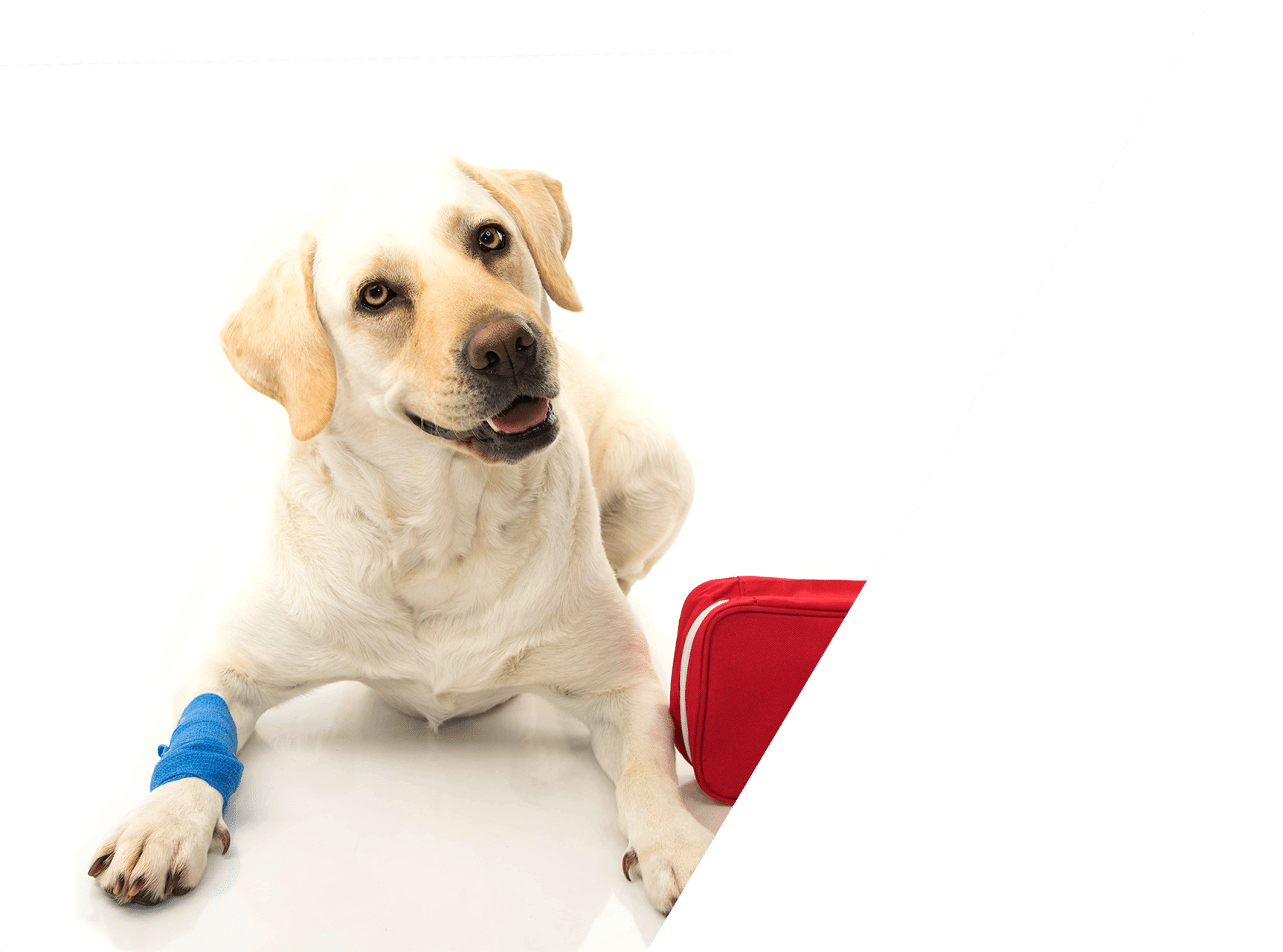 Emergency pet care and urgent veterinary services at Animal Hospital Southwest
