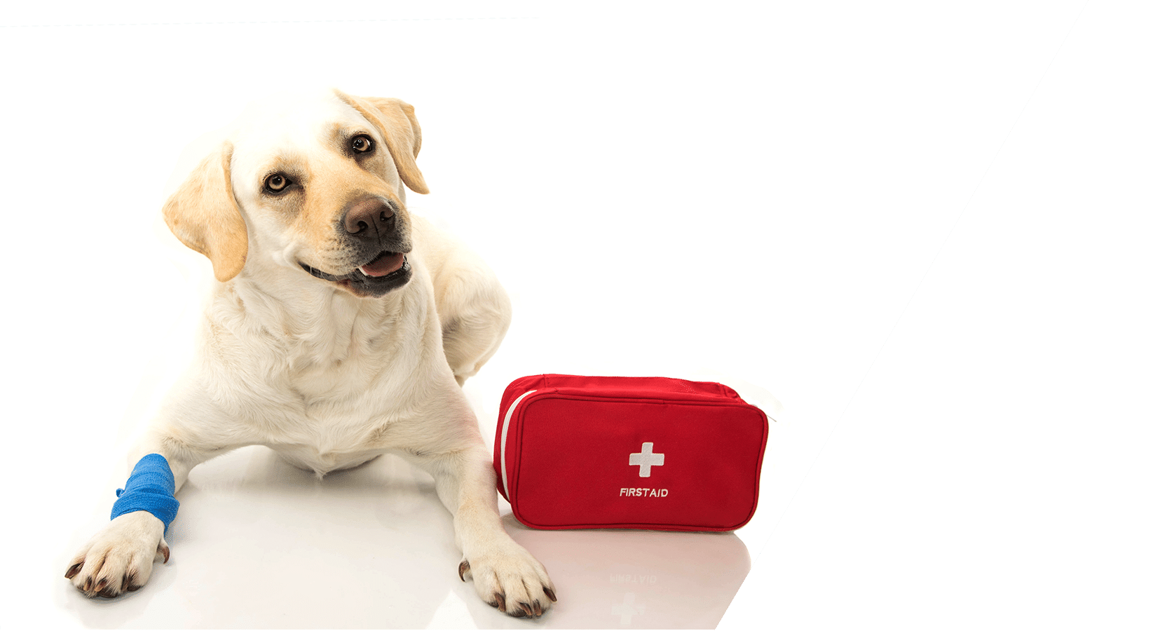 Pet emergency veterinary services at Animal Hospital Southwest Fort Worth TX
