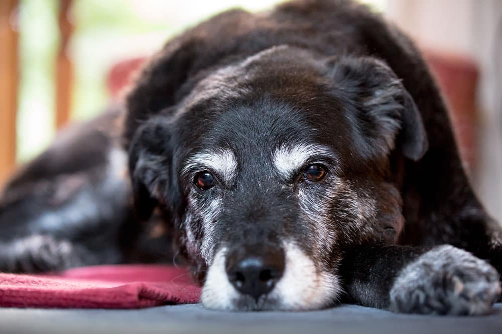 Senior black dog resting indoors — geriatric pet care services at Animal Hospital Southwest