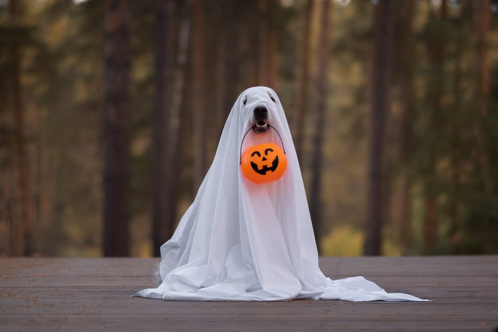 Golden retriever dressed in a ghost costume for Halloween