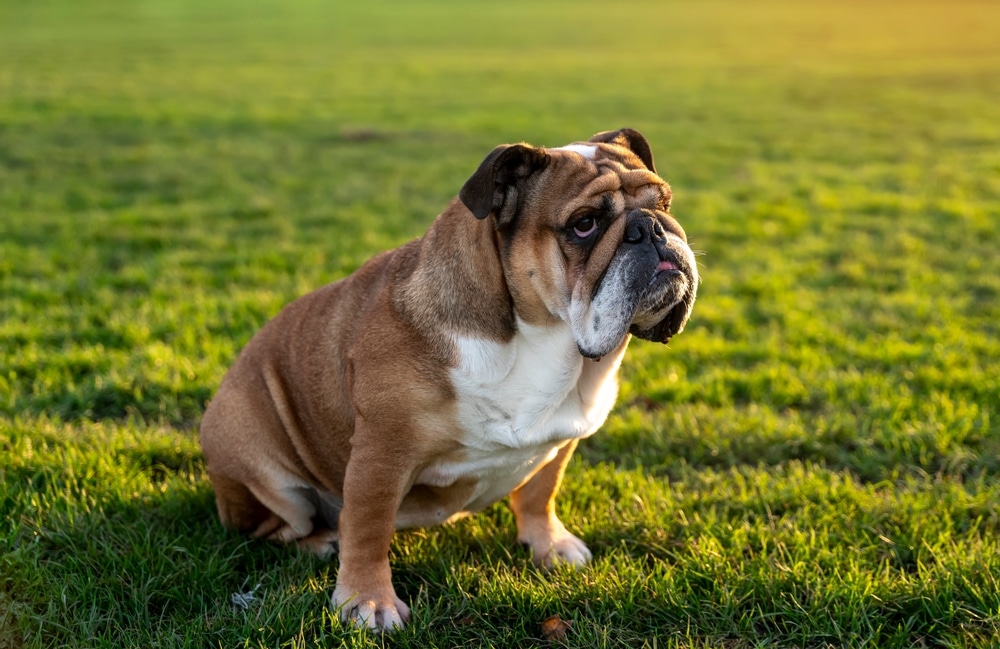 Classic red English Bulldog enjoying an outdoor walk — general veterinary care in Fort Worth TX