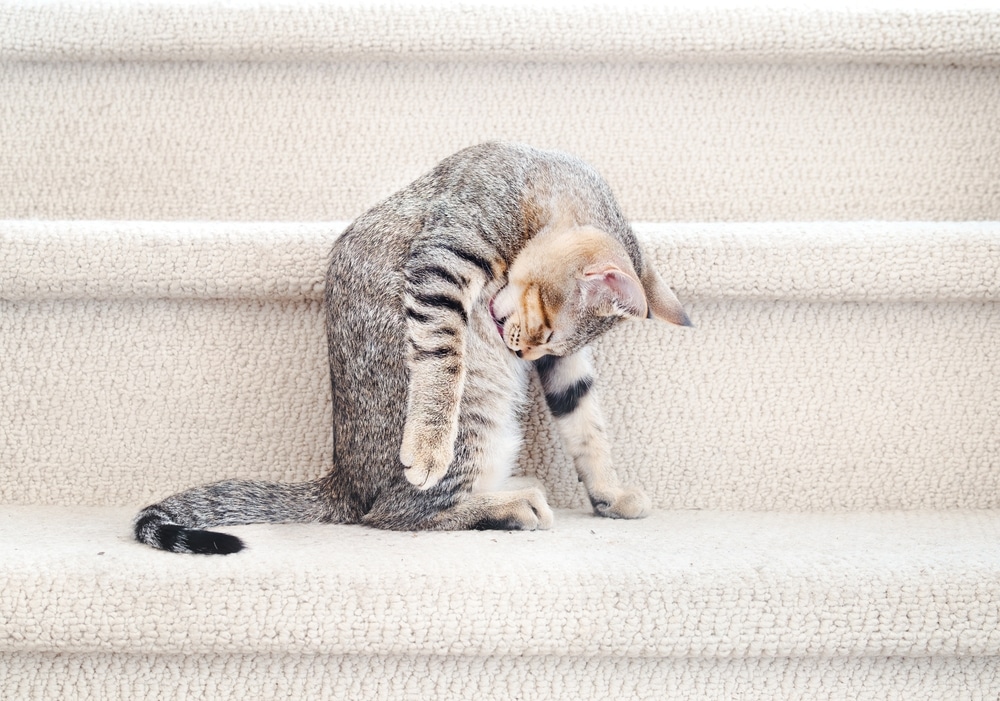 Relaxed kitten grooming itself while sitting on a staircase, side view of a healthy young cat
